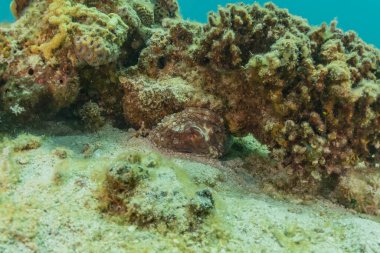 Kızıldeniz 'deki mercan resifi ve su bitkileri, Eilat Israel