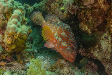 Kızıl Deniz 'de balıklar yüzer, renkli balıklar, Eilat İsrail