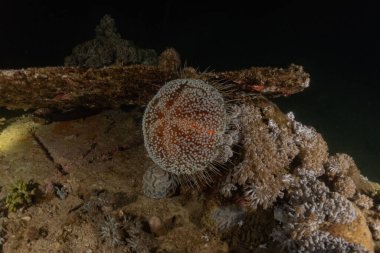 Kızıldeniz 'deki mercan resifi ve su bitkileri, Eilat Israel