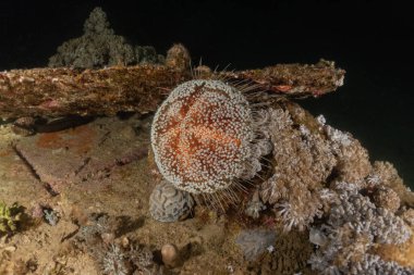 Kızıldeniz 'deki mercan resifi ve su bitkileri, Eilat Israel