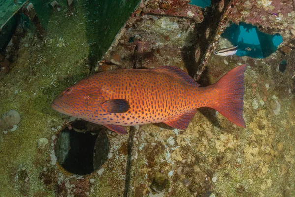 Fische Schwimmen Roten Meer Bunte Fische Eilat Israel — Stockfoto