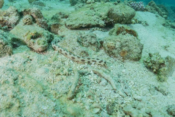 Eel Ular Macan Laut Merah Berwarna Dan Indah Eilat Israel — Stok Foto