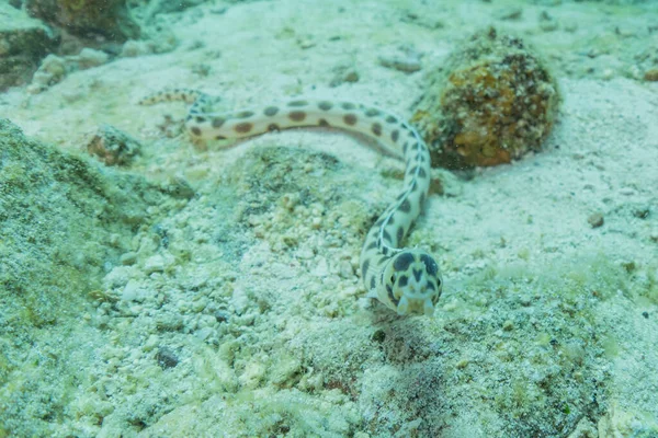 Eel Ular Macan Laut Merah Berwarna Dan Indah Eilat Israel — Stok Foto