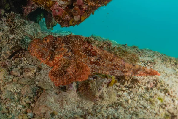 紅海で泳ぐ魚 カラフルな魚 エイラートイスラエル — ストック写真