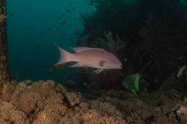 Kızıl Deniz 'de balıklar yüzer, renkli balıklar, Eilat İsrail