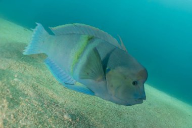 Kızıl Deniz 'de balıklar yüzer, renkli balıklar, Eilat İsrail