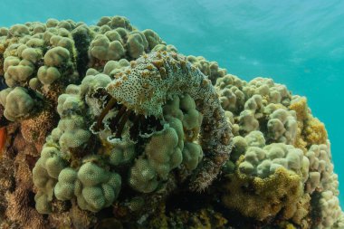 Kızıldeniz 'deki mercan resifi ve su bitkileri, Eilat Israel