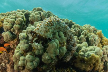 Kızıldeniz 'deki mercan resifi ve su bitkileri, Eilat Israel