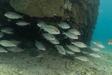 Kızıl Deniz 'de balıklar yüzer, renkli balıklar, Eilat İsrail