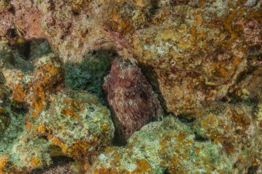 Kızıl Deniz 'deki kamuflajın kralı, Eilat Israel. 