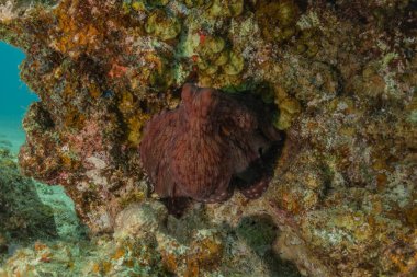 Kızıl Deniz 'deki kamuflajın kralı, Eilat Israel. 