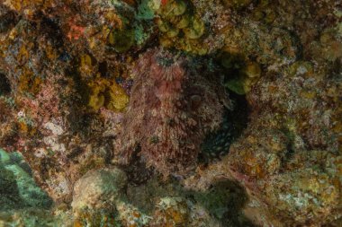 Kızıl Deniz 'deki kamuflajın kralı, Eilat Israel. 