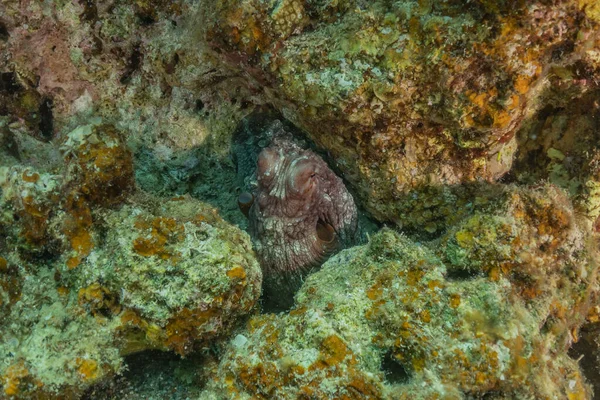 Осьминог Царь Камуфляжа Красном Море Эйлат Израиль — стоковое фото