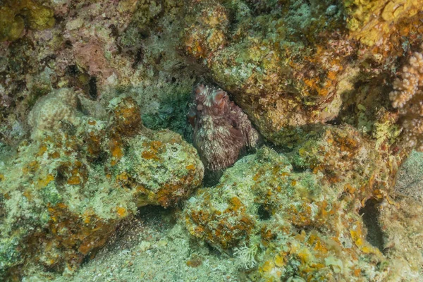 Octopus King Camouflage Red Sea Eilat Israel — Stock Photo, Image