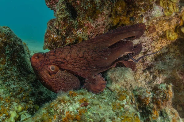 Octopus king of camouflage in the Red Sea, Eilat Israel