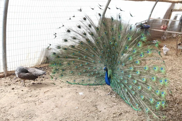 Flört eden bir erkek tavus kuşu