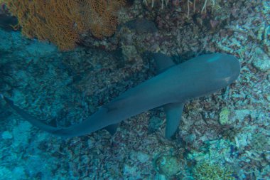 Tubbataha Resifi Ulusal Parkı 'nda yüzen köpekbalığı