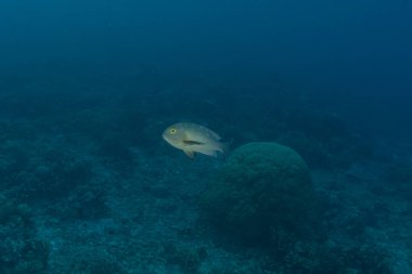 Tubbataha Resifleri 'nde balıklar yüzer