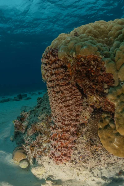 Recifes Coral Usinas Água Nos Recifes Tubbataha Filipinas — Fotografia de Stock