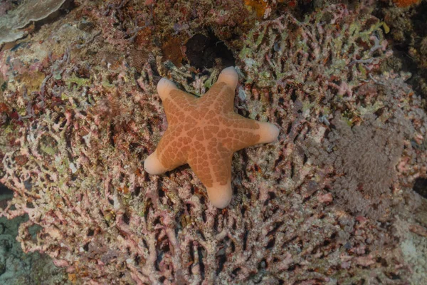 Seestern Auf Dem Meeresboden Der Tubbataha Riffe Philippinen — Stockfoto