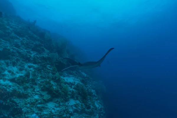 Manta Rays在Tubbataha Reefs菲律宾游泳 — 图库照片