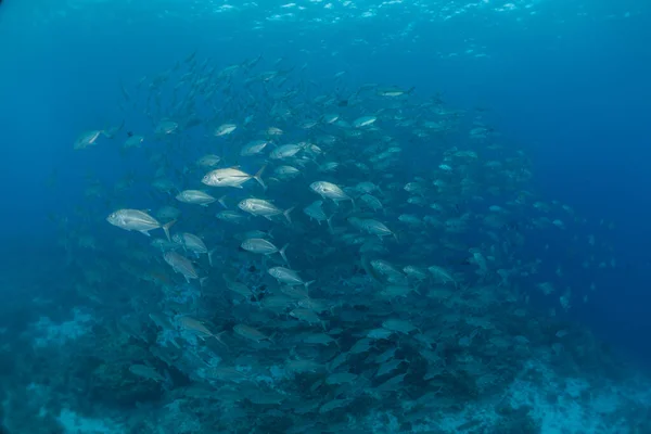 Рыбы Плавают Рифах Туббатаха Филиппинах — стоковое фото