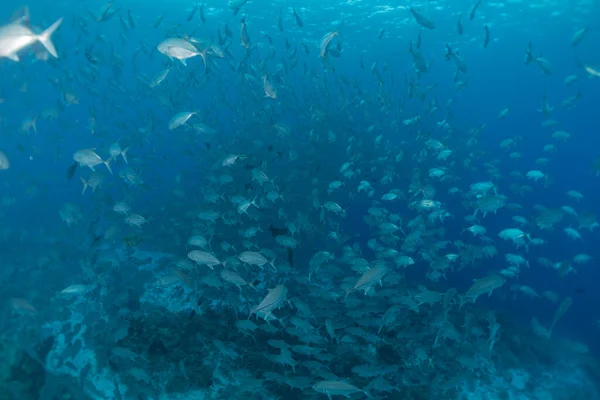 Рыбы Плавают Рифах Туббатаха Филиппинах — стоковое фото
