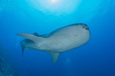 Filipinler 'deki Tubbataha Resifi' nde balina köpekbalığı.