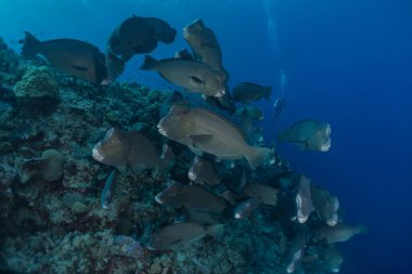 Tubbataha Resifleri 'nde balıklar yüzer