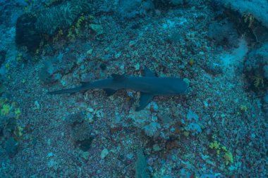 Tubbataha Resifi Ulusal Parkı 'nda yüzen köpekbalığı