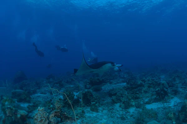 Manta Rays Nuotare Alle Scogliere Tubbataha Filippine Incredibile Animale — Foto Stock