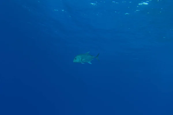 Fish Swim Tubbataha Reefs Philippines — Stock Photo, Image