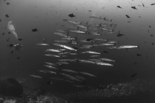 Les Poissons Nagent Aux Récifs Tubbataha Philippines — Photo