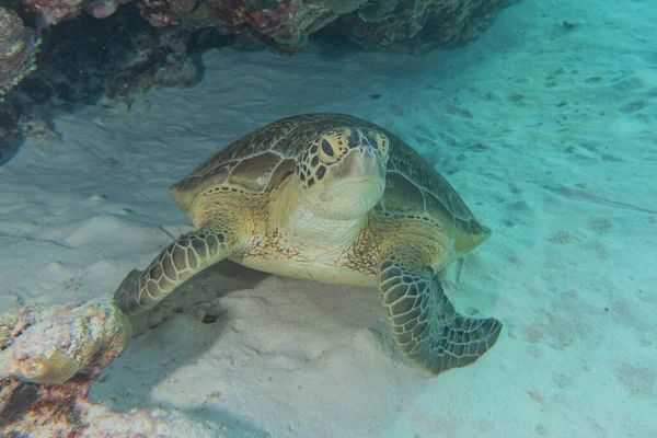 Żółw Morski Hawksbill Rafie Tubbataha Filipiny — Zdjęcie stockowe
