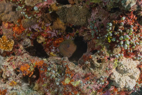 Korallenriff Und Wasserpflanzen Tubbataha Reef Philippinen — Stockfoto