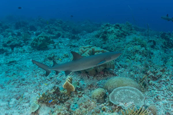 Nuoto Dello Squalo Parco Nazionale Della Barriera Corallina Tubbataha Filippine — Foto Stock