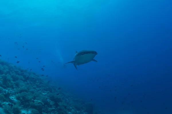 Tubarão Baleia Parque Nacional Recife Tubbataha Filipinas — Fotografia de Stock