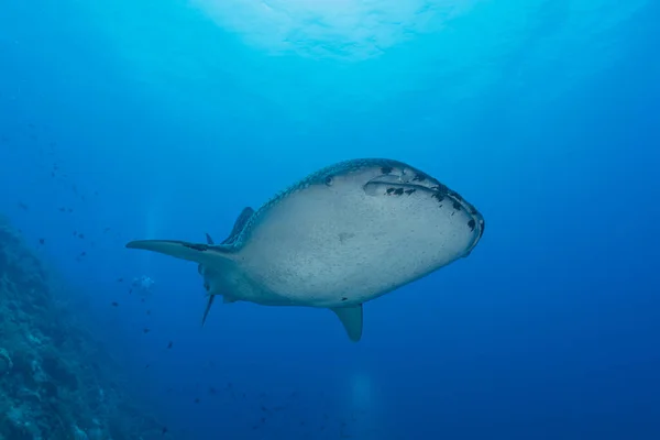 Žralok Velrybí Národním Parku Tubbataha Filipíny — Stock fotografie