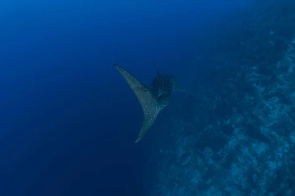 Manta Rays Nadar Nos Recifes Tubbataha Filipinas Animal Incrível — Fotografia de Stock