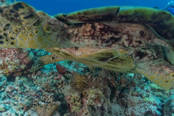 Tubbataha Resifleri Nde Şahin Gagalı Deniz Kaplumbağası — Stok fotoğraf