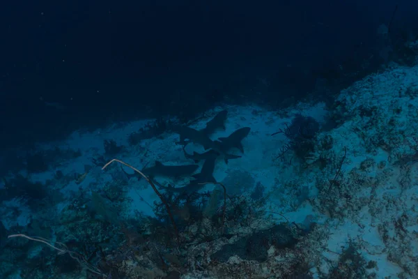 Hai Schwimmt Tubbataha Riff Nationalpark Philippinen — Stockfoto