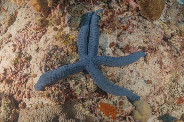 Rozgwiazdy Dnie Morza Tubbataha Reefs Filipiny — Zdjęcie stockowe