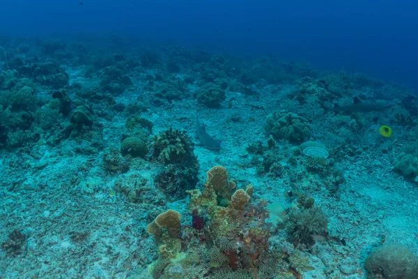 フィリピン ツバタハ リーフのサンゴ礁と水生植物 ロイヤリティフリーのストック写真