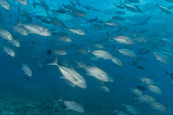 Рыбы Плавают Рифах Туббатаха Филиппинах Стоковая Картинка