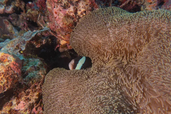 フィリピン ツバタハ リーフのサンゴ礁と水生植物 ストック写真