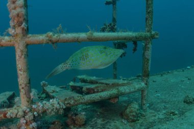 Tubbataha Resifleri 'nde balıklar yüzer