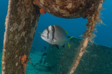 Tubbataha Resifleri 'nde balıklar yüzer