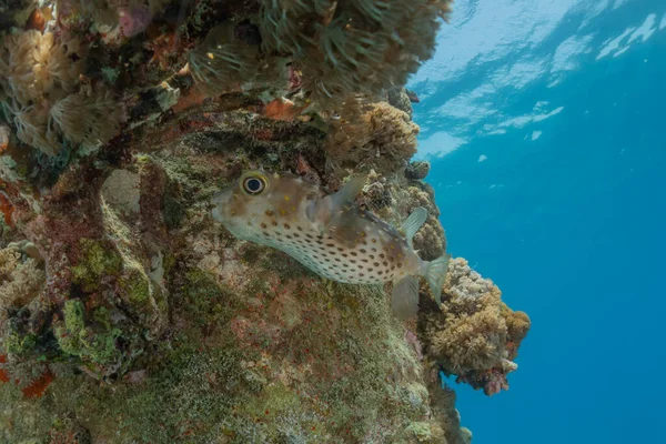Fish Swim Tubbataha Reefs Philippines — Stock Photo, Image