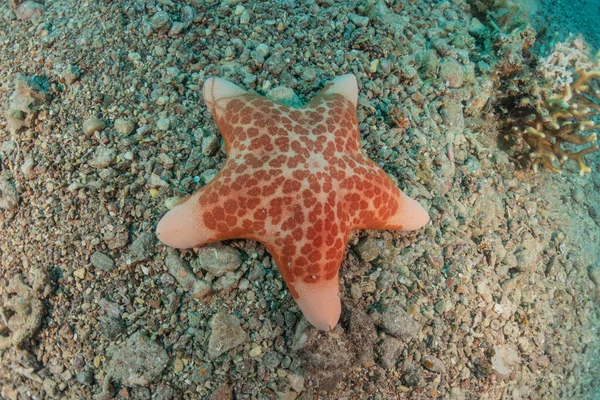 Rozgwiazdy Dnie Morza Morza Czerwonego Eilat Israel — Zdjęcie stockowe