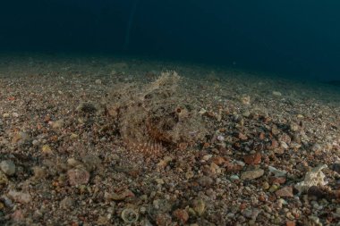 Kızıldeniz 'deki mercan resifi ve su bitkileri, Eilat Israel